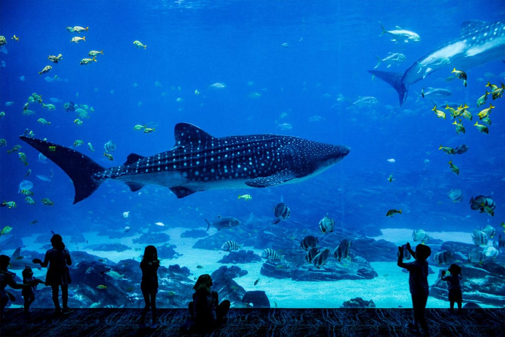 draper-aquarium